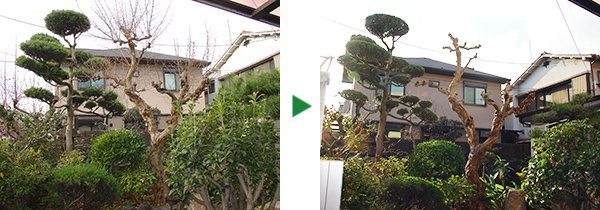 100平米程度の広さのお庭で庭木剪定～大阪府吹田市～