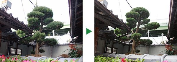 インターネットから新規のご依頼　八尾市～植木の剪定～大阪府八尾市