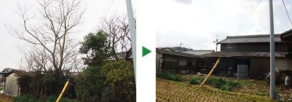 高さ10mのクヌギ、ツバキ、サザンカなどの植木の伐採～京都府宇治市～