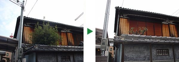 カシ、マキ、ヒラドツツジの剪定と薬剤散布～兵庫県神戸市長田区～