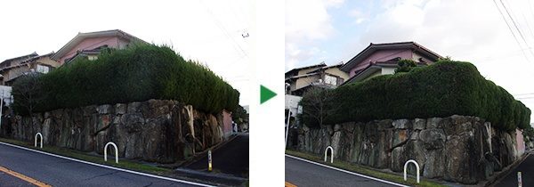 高さ６mのカイズカイブキ生垣等の剪定～大阪府富田林市～