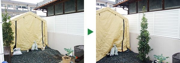 2mのキンモクセイの植栽　1年間の保証　大阪府大東市