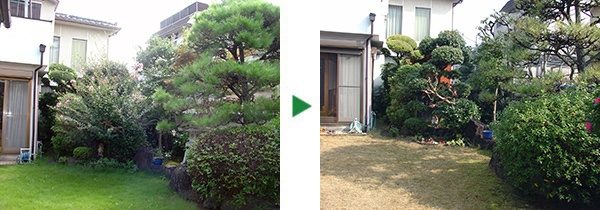 100㎡程度の広いお庭の剪定と芝刈り～クロマツ、サザンカ等～奈良県奈良市