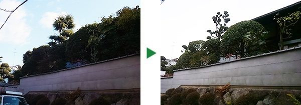 7ｍあるシュロ、マキなどの剪定～大阪府吹田市～