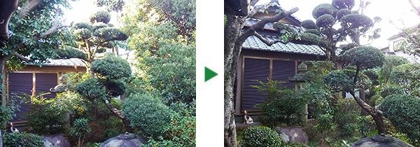 マキ、ヤマモモや腐っているカシなどの庭木の剪定～大阪府茨木市～