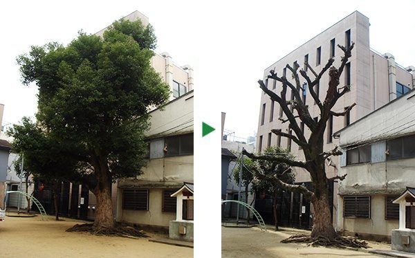 公園を管理している自治会からのご依頼～クスノキの剪定～大阪市都島区