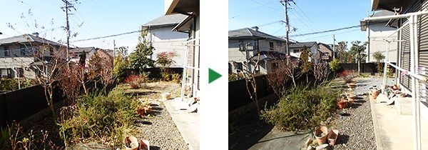 サルスベリやモミジ、カシの剪定～大阪府吹田市～