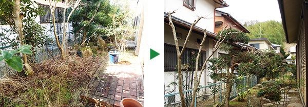 お庭のモミジ、マキ、ウバメガシ、コブシ、マサキの剪定　奈良県奈良市