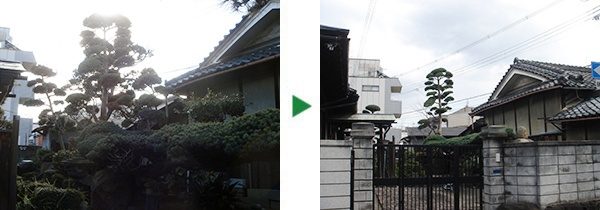 植木の伐採・剪定　～7ｍのマツや2ｍのツバキなど～大阪市旭区