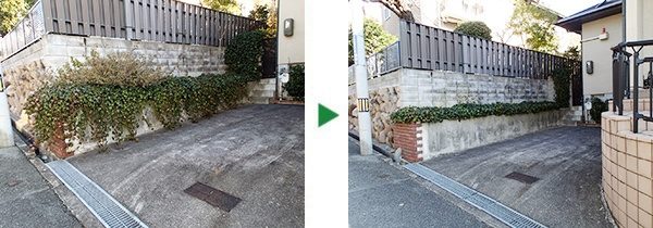 生育の早いアイビーのツタの剪定～大阪府吹田市～