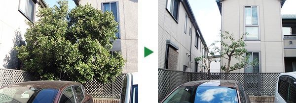 5mあるヤマモモの剪定～大阪府四条畷市～