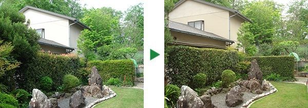 ミカンの実がよく生るように剪定～他、サザンカやダイスギ～京都府精華町
