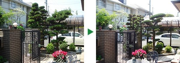 大阪府箕面市にて庭木の剪定～マキとチャボヒバ～