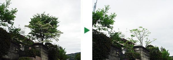 ハナミズキの剪定とサクラの木の伐採～大阪府高槻市～