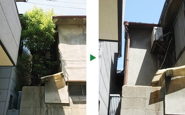 クスノキの伐採～大阪市福島区～