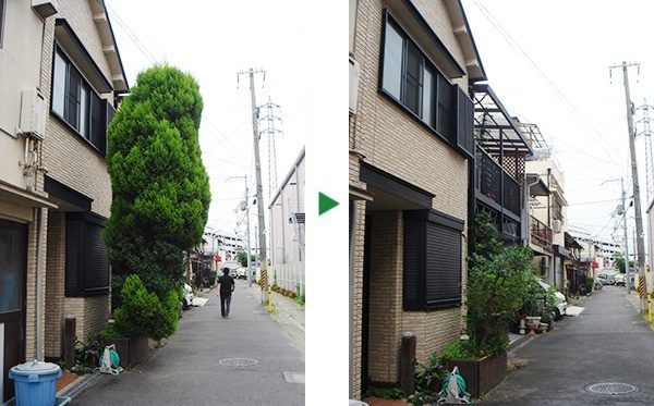 モミジの剪定とゴールドクレストの伐採～大阪府守口市～