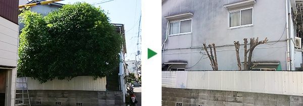 キンモクセイの剪定