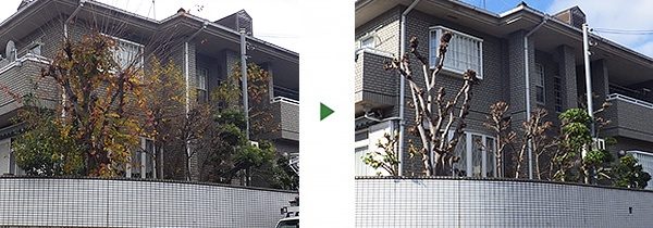 ケヤキ 剪定