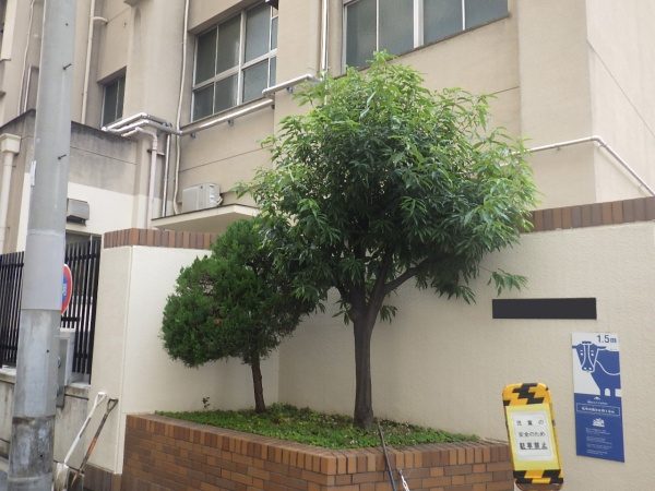 小学校の玄関前のシラカシ・カイヅカイブキを移植した事例｜大阪市西区M小学校様