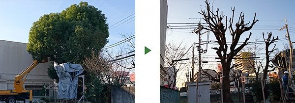 高さ12mのクスノキを高所作業車を使い7mまで剪定　大阪府門真市
