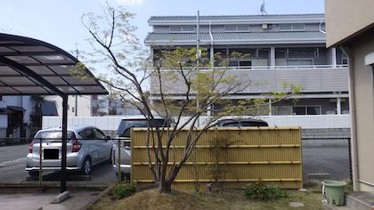 剪定後イロハモミジ