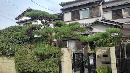 剪定後クロマツなど