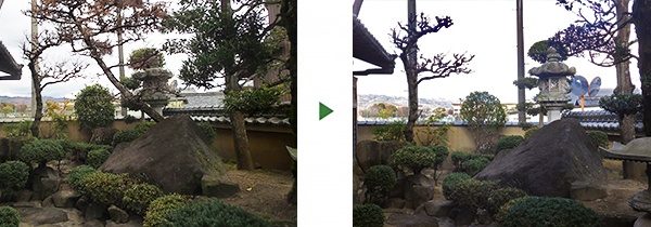 害虫が発生して枯れてしまった黒松を伐採　奈良市