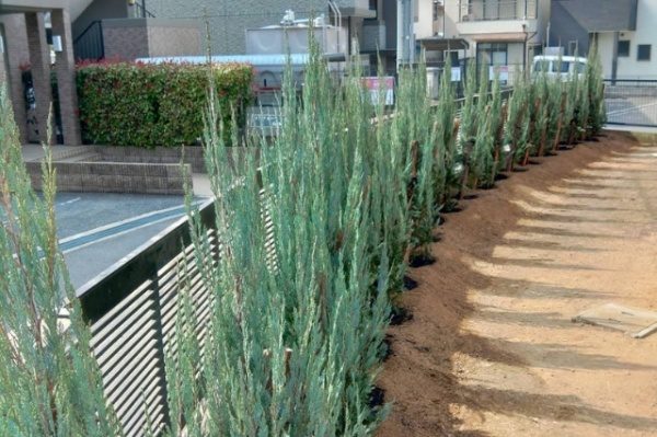 ブルーヘブンの植栽した場面