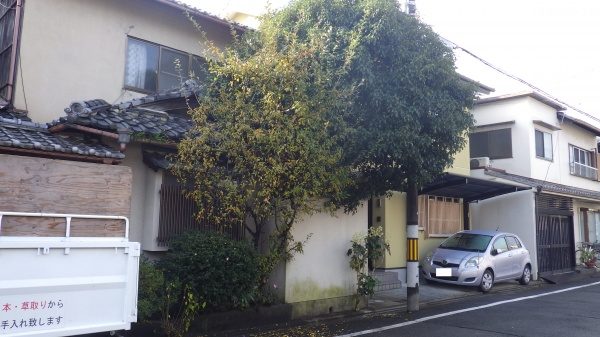 グミノキ　剪定前