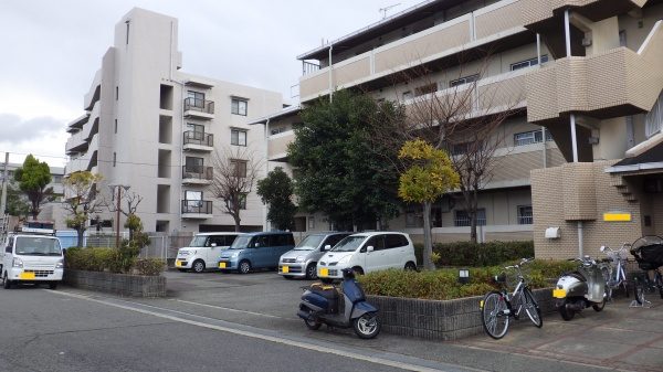 アラカシ　剪定前