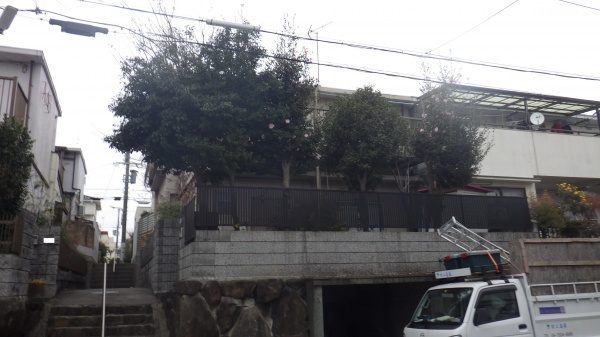 モチノキ　伐採前