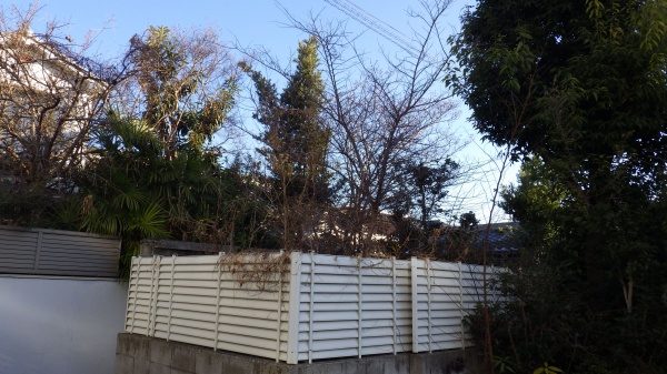センダン　伐採前