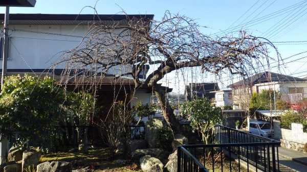 シダレザクラ　剪定前