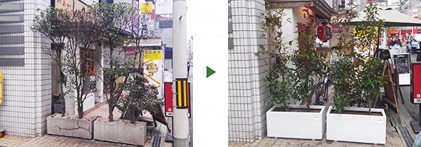 記念樹としてレッドロビンをプランターに8本植栽　大阪市中央区