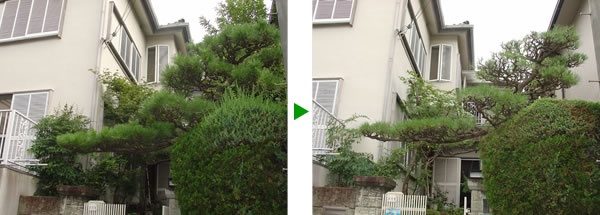 豊中市 マツのあるお庭のメンテナンス