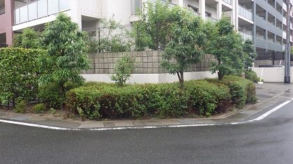 ヒペリカム剪定後