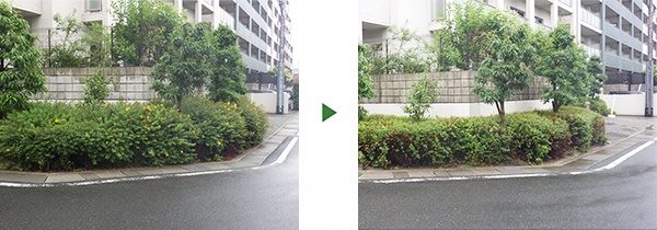 歩道にはみ出たヒペリカムの剪定～マンション植え込み50㎡～　大阪府高槻市
