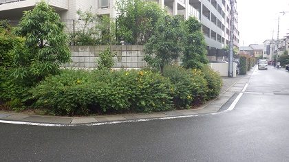 伸びすぎたヒペリカム
