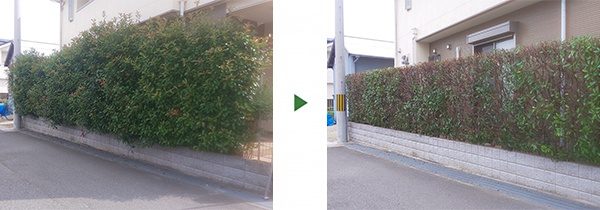 レッドロビンの生垣を剪定｜LINEの写真でお見積もり　奈良県生駒市