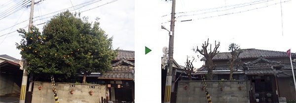 塀からはみ出た木に苦情｜隣の駐車場の邪魔にならないよう小さく剪定　大阪市此花区