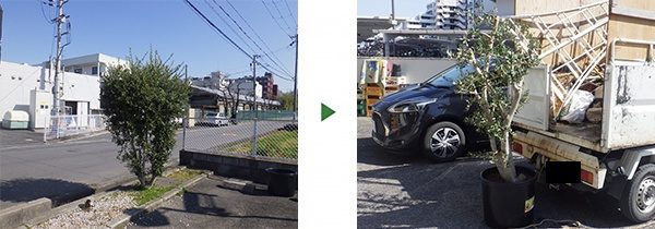 オリーブの移植｜撤去予定のオリーブを花壇から植木鉢に植え替え　大阪府岸和田市