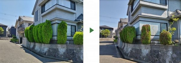 6本のエメラルドを60cm剪定した事例│大阪市旭区 J様