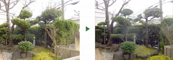 相見積で依頼があったカイヅカイブキの生垣を剪定した事例│大阪市平野区 T様