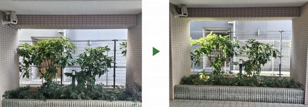 マンション玄関前のアオキを剪定した事例│大阪市大正区 Tマンション様