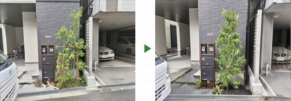 エントランスの花壇のシラカシをブラシノキに植替えた事例｜大阪市生野区K様