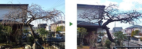 剪定でシダレザクラの樹形をキレイに整える　大阪府岸和田市