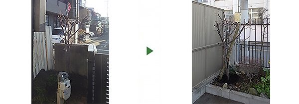 2mのサクラを移植　～枚方市から大阪市東住吉区へ～