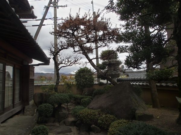 黒松　伐採前