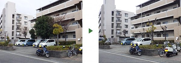 アラカシを剪定して2階廊下の日当たりを改善　奈良市マンション
