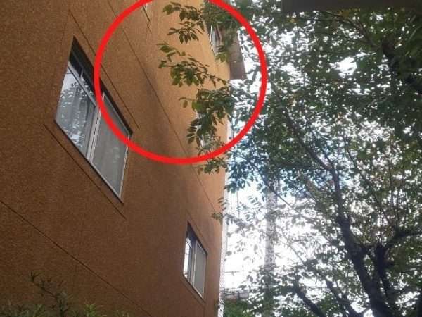 隣ビルへ枝葉が当たっている